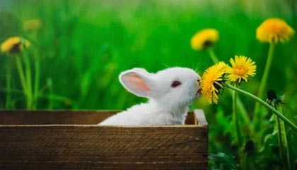 开云真人体育娱乐-法国男篮在奥运热身赛中取得连胜，法国男篮在奥运热身赛中取得连胜次数